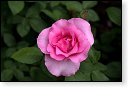 rode rozen roos rosa flora natuur bloem bloemen cultivars cultivar fleurop rosaceae tuin rozentuin valentijn valentijsdag romantiek liefde merci